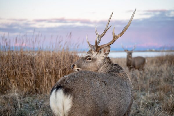 01_a065_kohei_nagira_deer6_20231225 copy